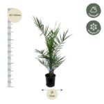 Potted palm with long green fronds beside a height scale showing 80–100 cm; pot diameter about 15 cm; top-right icons indicate half shade and winter hardy.