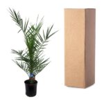 Potted palm plant beside a tall brown cardboard shipping box on a white background.