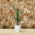 Small palm plant in a white pot on a tiled patio with a beige stone wall behind it.