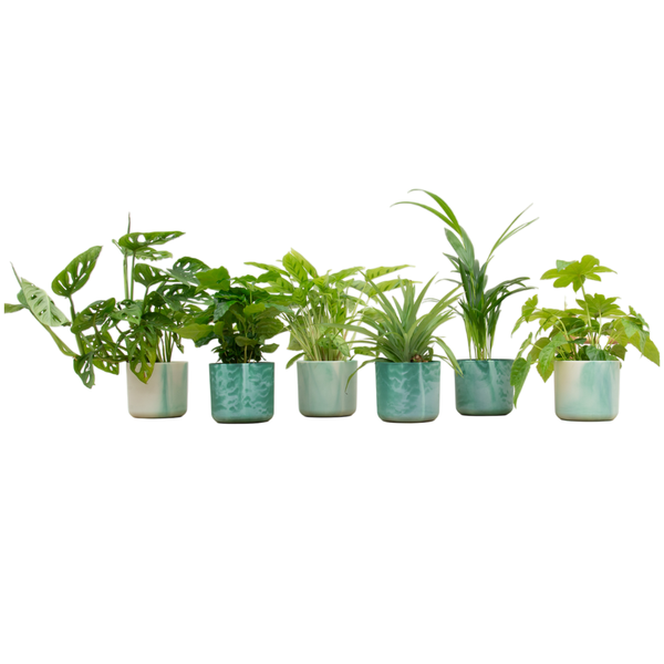 Seven potted green houseplants arranged in a row in blue and cream ceramic pots on a white background.