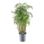 Potted plant with multiple slim trunks and feathery green leaves in a gray pot.