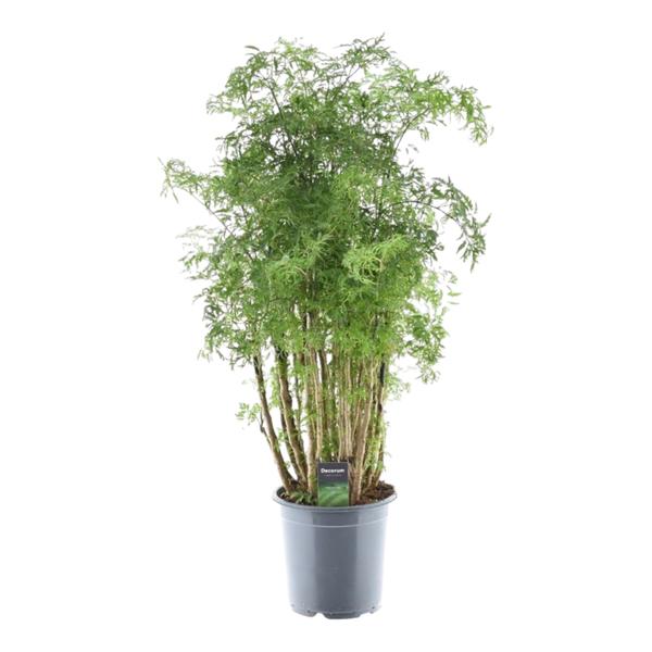 Potted plant with multiple slim trunks and feathery green leaves in a gray pot.