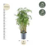 Tall potted shrub about 90–110 cm tall with a 24 cm pot, suitable for half shade and weekly watering.