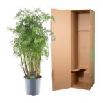 Potted leafy green shrub in a gray pot beside an opened tall brown cardboard plant shipping box.