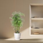 Green potted plant in a white pot sits on a beige floor beside a built-in wall shelf holding a laptop and a stack of books.