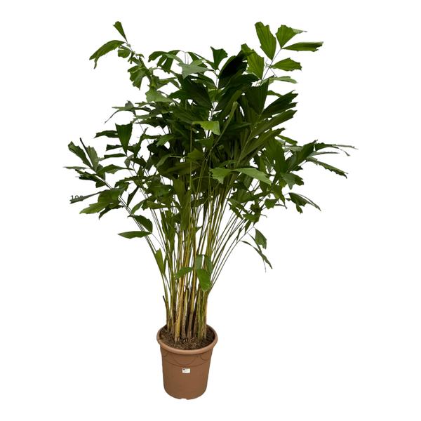 Potted green houseplant with many tall slender stems and broad green leaves in a brown pot, indoor plant.