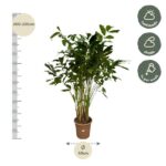 Tall indoor potted plant with a left height scale marked 200–220 cm and a bottom 40 cm width indicator; care icons on the right show light and watering guidance.