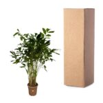 Potted indoor plant next to a tall cardboard shipping box on a white background for packaging shows plant and box together