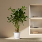 Tall green plant in a white pot beside a built-in wall shelf with a laptop and books in a minimalist room with beige walls.