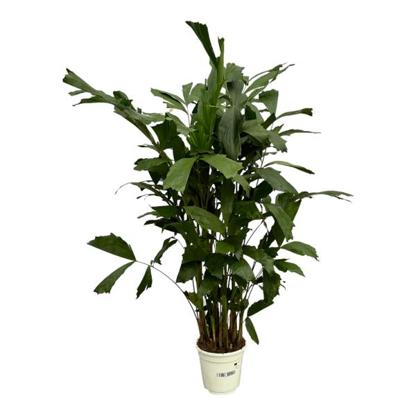 Potted green indoor plant with tall stems and broad leaves in a white container