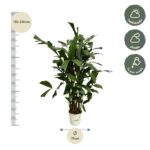 Tall potted plant with a vertical ruler showing 110–130 cm tall and a 19 cm pot diameter; light icons indicate half shade and shade with weekly care.