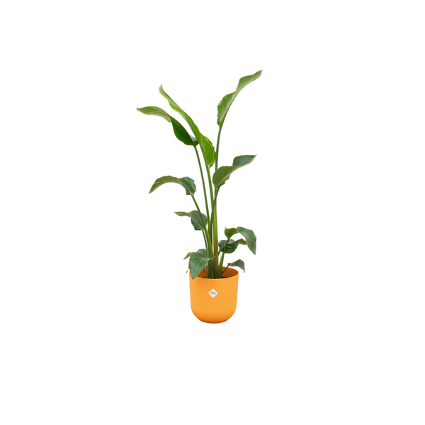 Tall green houseplant in an orange pot on a white background