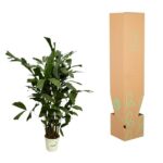 Tall potted indoor plant with broad green leaves in a small beige pot, next to a tall brown shipping box with green leaf graphics on a white background.