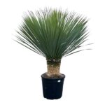 Potted yucca plant with a thick, textured trunk and a fan of sharp, green leaves in a black plastic pot