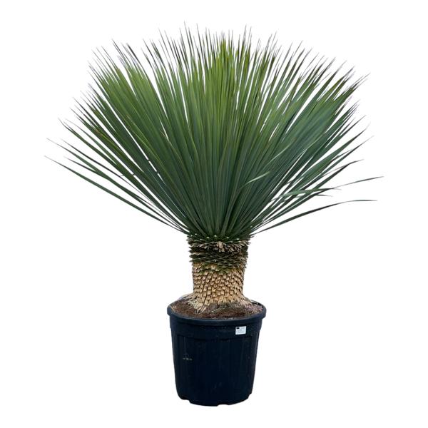 Potted yucca plant with a thick, textured trunk and a fan of sharp, green leaves in a black plastic pot