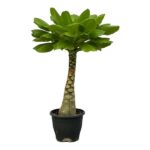 Potted plant with a thick, textured trunk and a crown of glossy green leaves.