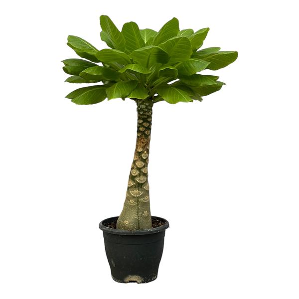 Potted plant with a thick, textured trunk and a crown of glossy green leaves.