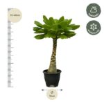 Potted plant with a thick trunk and broad green leaves; height 35–45 cm, pot diameter 12 cm, with half-shade and winter-hardy icons.
