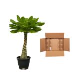 Potted green leafy plant with a thick trunk beside an open cardboard shipping box in a plain white background