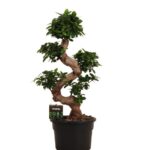 Bonsai tree with twisted trunk and dense green foliage in a black plastic pot with a small plant tag attached to the soil surface.