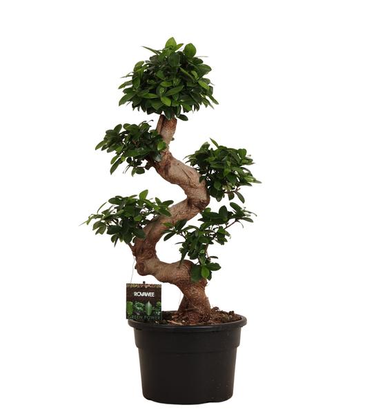 Bonsai tree with twisted trunk and dense green foliage in a black plastic pot with a small plant tag attached to the soil surface.