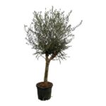 Olive tree in a black pot with a single trunk and dense, silvery-green leaves isolated on white background.