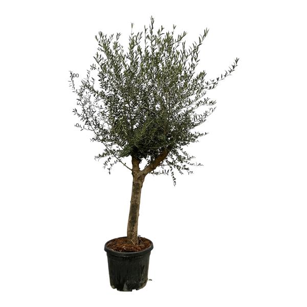 Olive tree in a black pot with a single trunk and dense, silvery-green leaves isolated on white background.