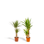 Two small potted Dracaena plants with long green leaves in terracotta pots on a white background.