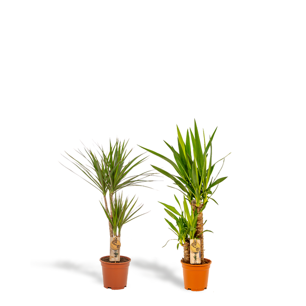 Two small potted Dracaena plants with long green leaves in terracotta pots on a white background.
