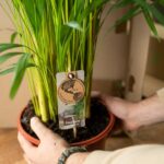 Person holding a potted palm plant with a care label attached to the stem.