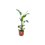 Tall green houseplant with broad leaves in a terracotta-red pot against a white background.