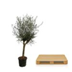 Potted olive tree beside a light wood pallet on a white background.