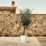 Olive tree in a white pot on a tiled patio, with a stone wall and pool in the background.