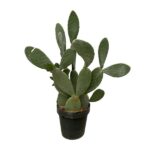 Prickly pear cactus with flat oval pads in a black plastic pot on a white background.
