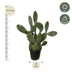 Potted cactus with flat green pads; roughly 130–150 cm tall and a 50 cm pot diameter; sun to partial shade light icons shown on the side.