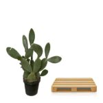 Potted cactus with flat oval pads next to a small wooden slatted pallet on a white background.