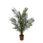 Potted palm plant with feathery green fronds in a brown pot on white background