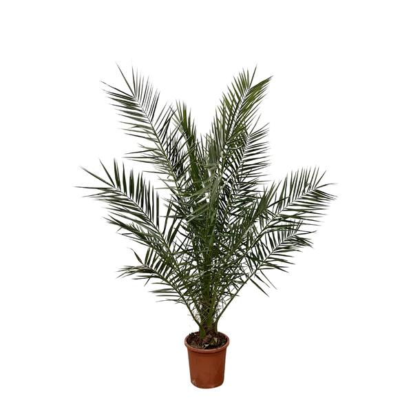 Potted palm plant with feathery green fronds in a brown pot on white background