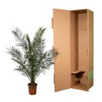 Potted palm plant next to an open cardboard shipping box.