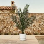 Potted palm plant on a beige tiled patio with a stone wall in the background and a pool edge nearby.