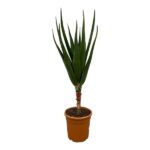 Tall, spiky-leaved yucca plant in a brown plastic pot with soil, isolated on white background.