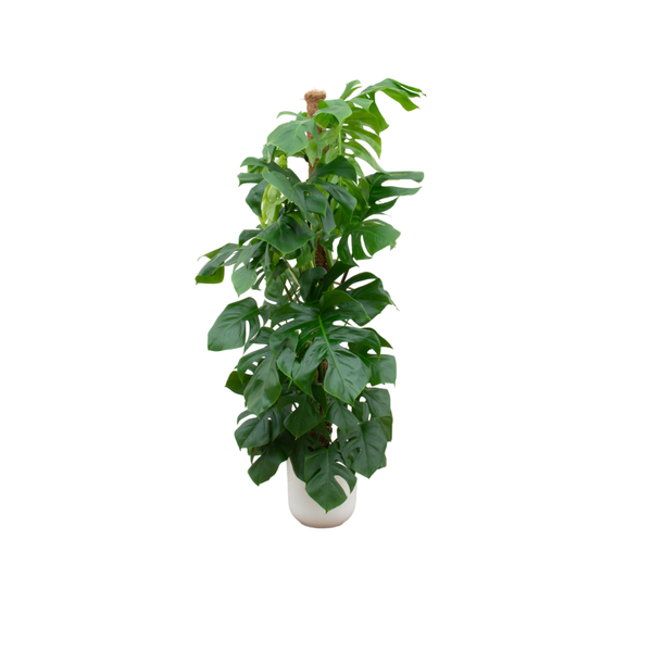 Tall monstera plant with large glossy green leaves in a white pot.