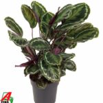 Potted variegated Calathea with green leaves edged in cream and purple stems in a gray pot