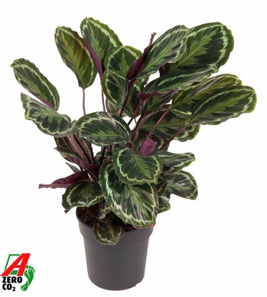 Potted variegated Calathea with green leaves edged in cream and purple stems in a gray pot