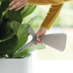 Hands using a gray handheld tool near a large leafy potted plant inside a bright room.