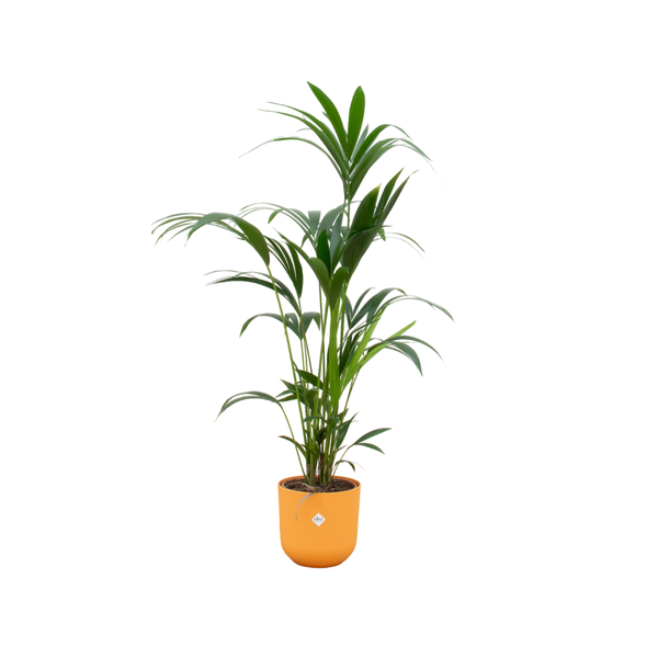 Tall indoor palm plant with green fronds in an orange ceramic pot on a white background.