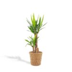 Tall yucca plant with slender green leaves in a woven wicker pot (indoor plant).