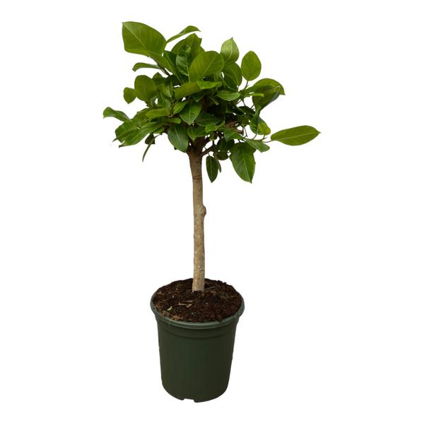 Small potted tree with a thin trunk and dense green leaves in a dark green pot.