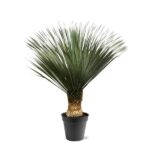 Small potted palm with a short textured trunk and dark green fan-shaped leaves in a black pot.