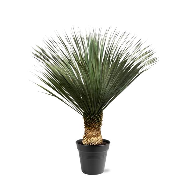 Small potted palm with a short textured trunk and dark green fan-shaped leaves in a black pot.